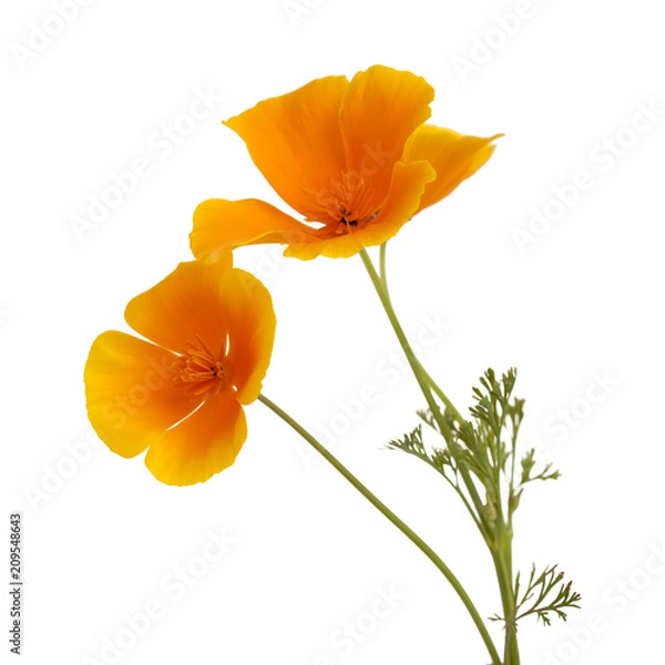 Obraz Flora Gran Canaria - kalifornijska Poppy