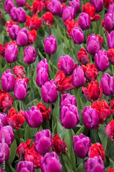Fototapeta Abstract background .Red and purple tulips flowers blooming in a park