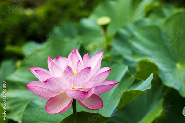 Fototapeta 古代蓮