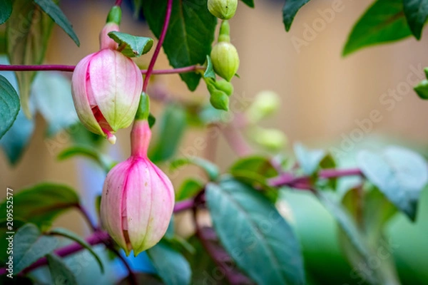Fototapeta Delicate hanging soft pink Fuchsia flower blooms in the garden, with a shallow depth of field, and blurred background.