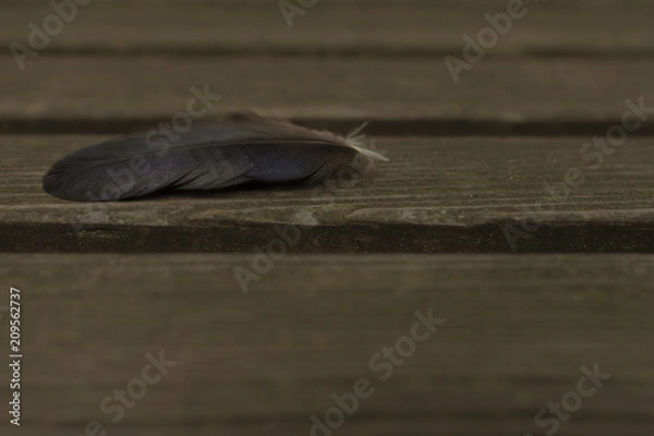 Fototapeta 鳥の羽