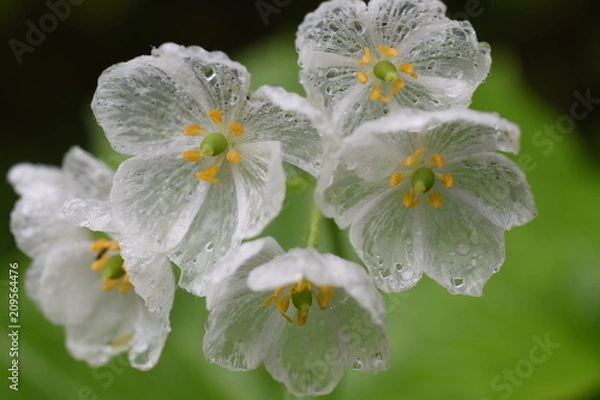 Obraz サンカヨウ