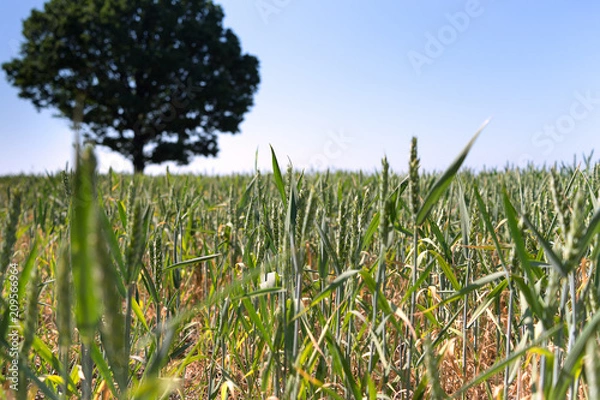 Fototapeta Drought in the field of cereals.