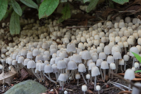 Fototapeta atramentaria