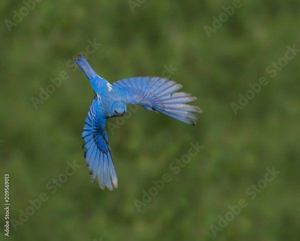 Obraz Bluebird Bonanza – A male mountain bluebird flies in search for worms, grasshoppers and other tasty treats for the chicks in its nest. Silverthorne, Colorado.