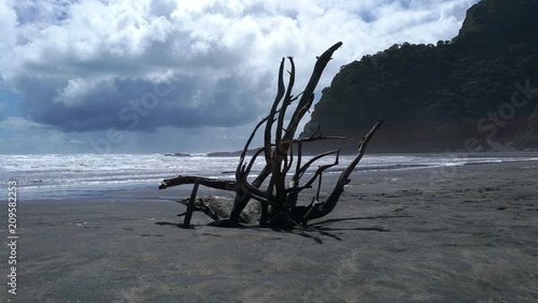 Obraz tree trunk at black beach
