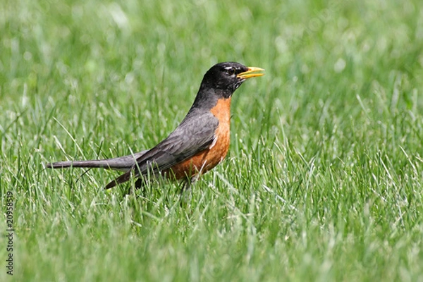 Obraz American Robin (Turdus migratorius)