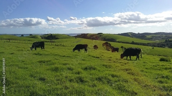 Fototapeta cows grazing