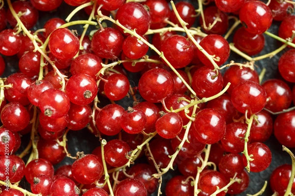 Fototapeta red currant as a background