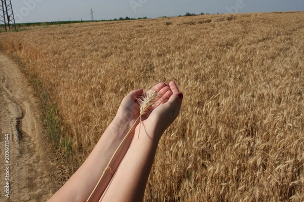 Fototapeta Field of Golden wheat and wheat in girls hand