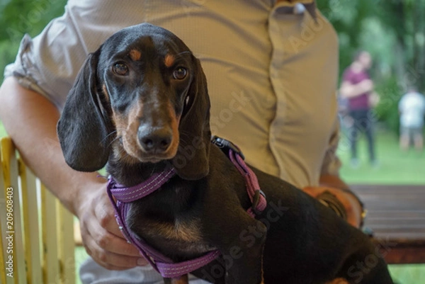 Fototapeta Black sausage dog