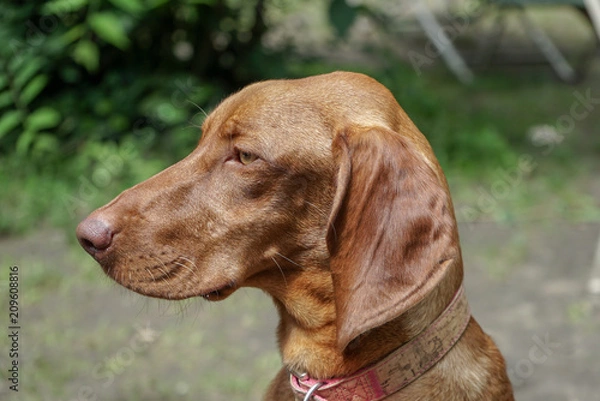 Fototapeta Hungarian vizsla 