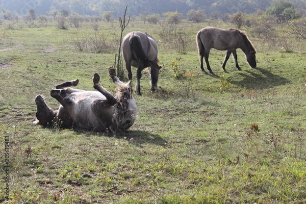 Fototapeta Pferdeglück