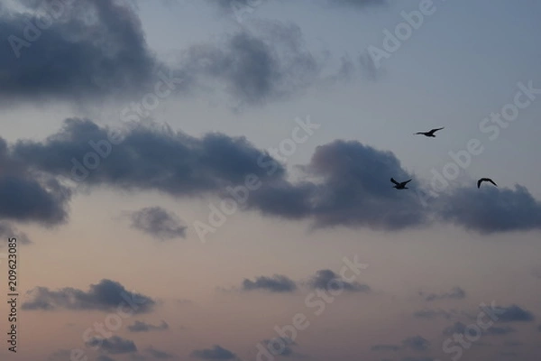 Obraz Three Seagulls Flying over the Black Sea
