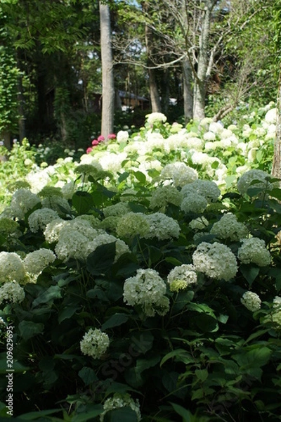 Fototapeta アジサイ