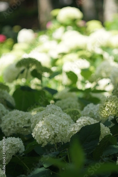 Fototapeta 白いあじさい