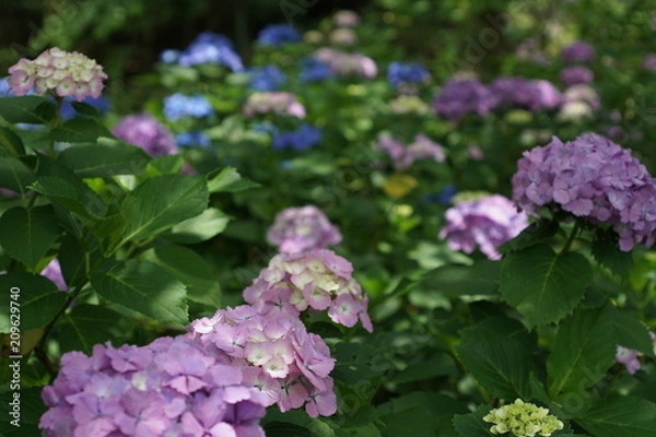 Fototapeta アジサイ