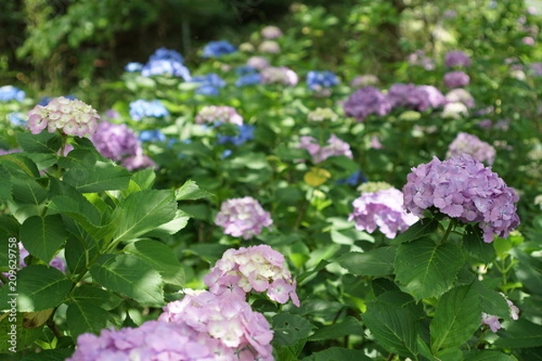 Fototapeta アジサイ