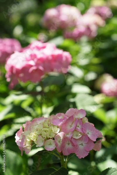 Fototapeta ピンクの紫陽花