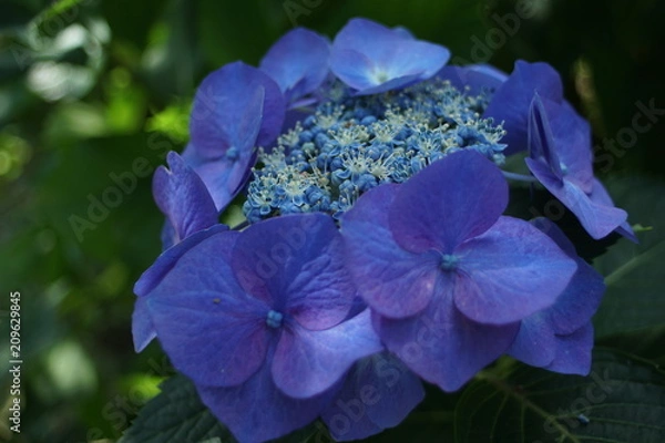 Fototapeta 青い紫陽花