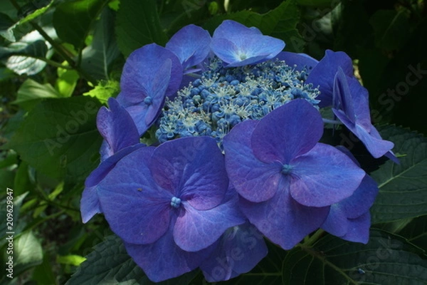 Fototapeta 青い紫陽花