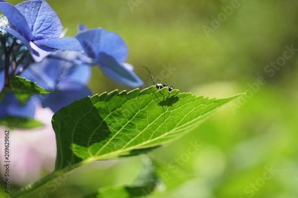 Fototapeta 青い紫陽花