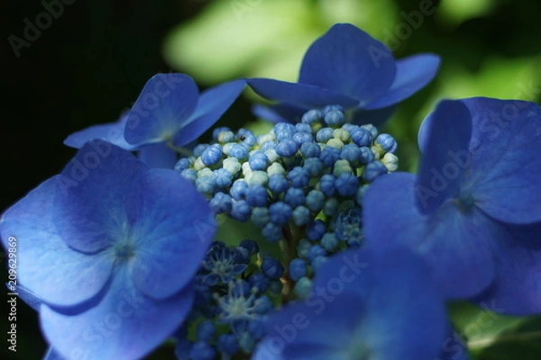 Fototapeta 青い紫陽花