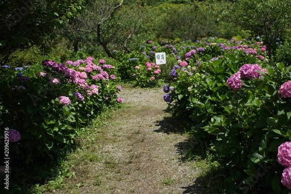 Fototapeta 紫陽花のつぼみ