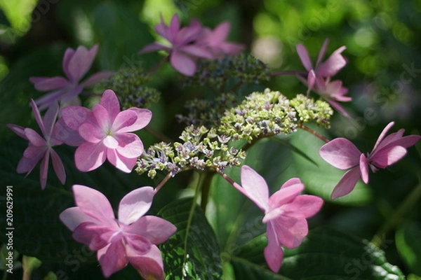 Fototapeta 額紫陽花