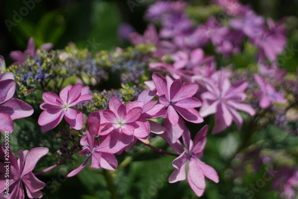 Fototapeta 額紫陽花