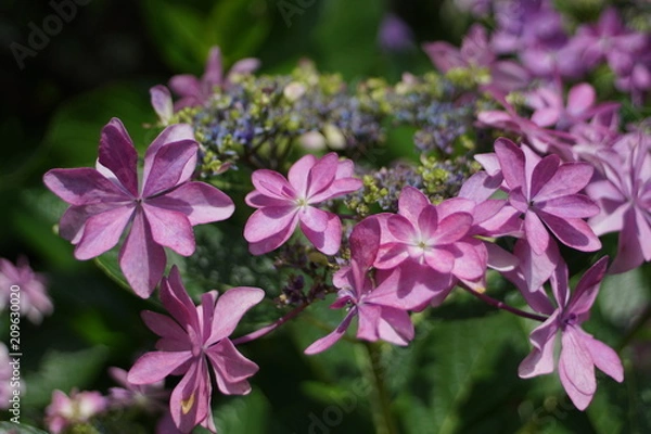 Fototapeta 額紫陽花