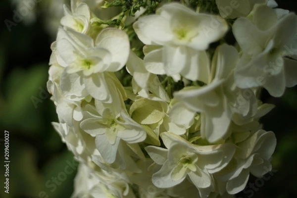 Fototapeta 白いあじさい