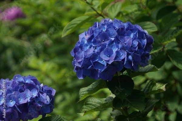 Fototapeta 青い紫陽花