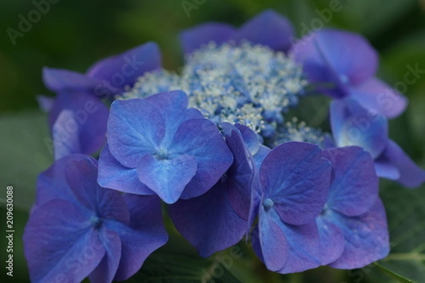 Fototapeta 青い紫陽花