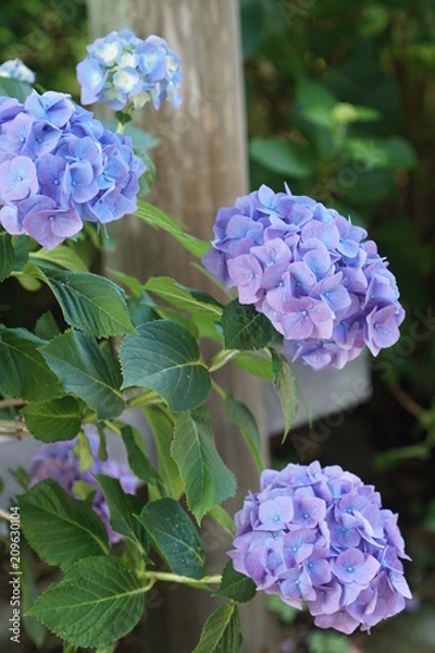 Fototapeta 青い紫陽花