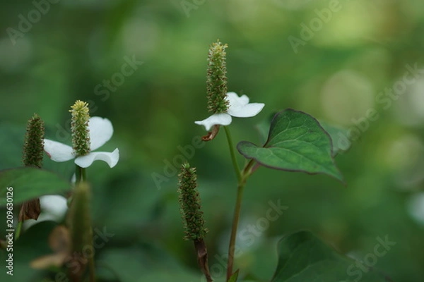 Fototapeta 白い花