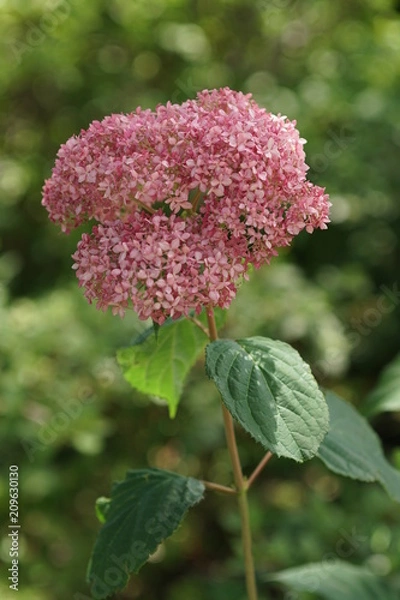 Fototapeta ピンクの紫陽花