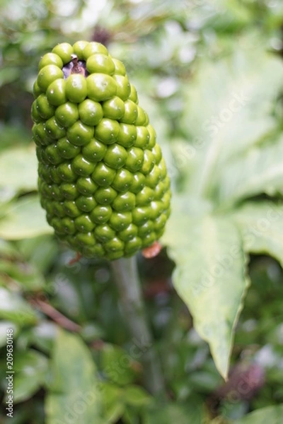 Fototapeta 芭蕉の実