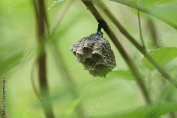 Fototapeta 蜂の巣