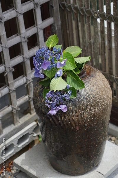 Fototapeta 紫陽花