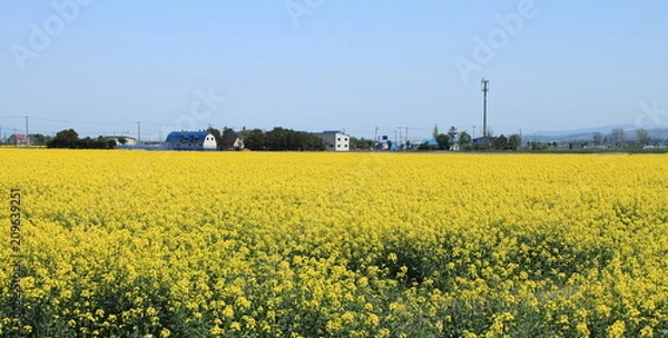 Fototapeta 北海道、札幌近郊の菜の花畑の風景