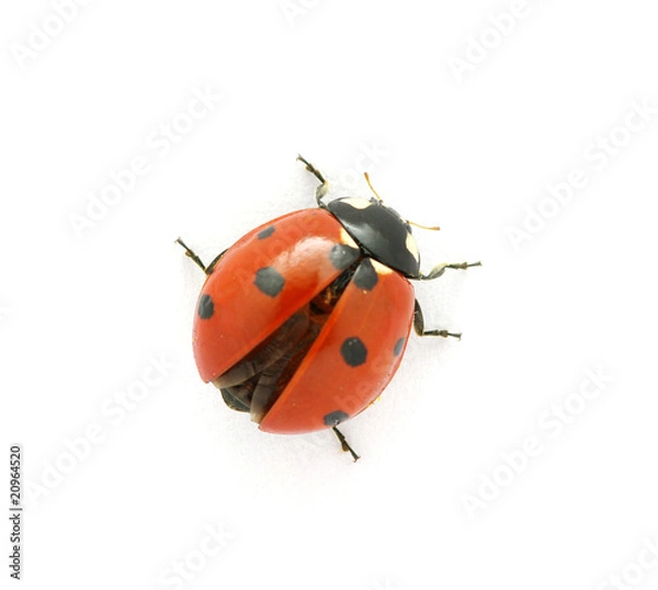 Obraz Ladybug