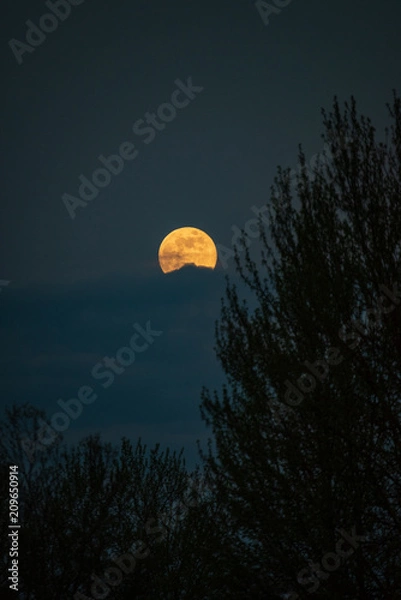 Fototapeta Dead tree at midnight with a glowing full moon