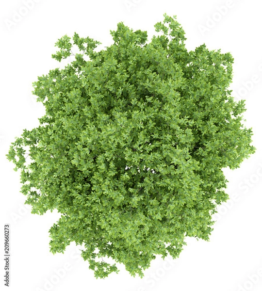 Fototapeta top view of lemon tree isolated on white background