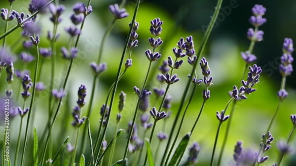 Obraz Lavender flowers wind blows. Warm summer