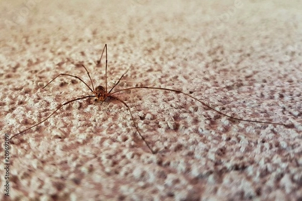 Obraz Opilione spider close up