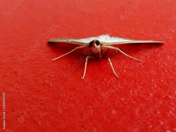 Obraz Moth on red wall