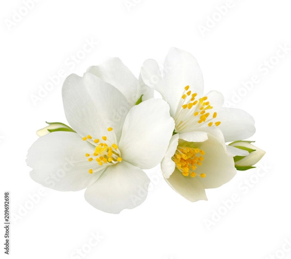 Fototapeta Jasmine flowers isolated on white background without shadow