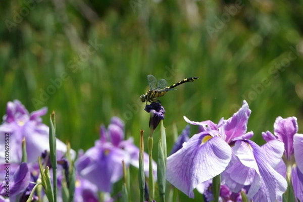 Obraz ハナショウブにウチワヤンマ