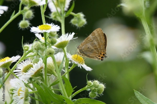 Obraz トラフシジミ